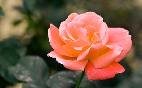 月季花小学作文400字