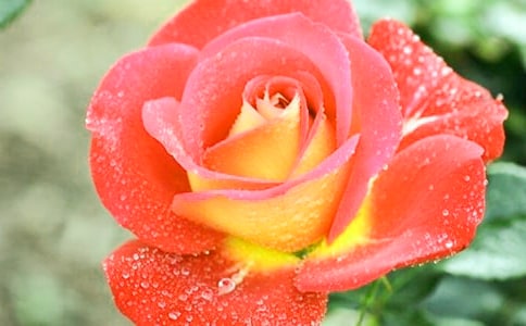 月季花二年级作文