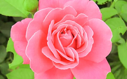 月季花的优秀小学作文