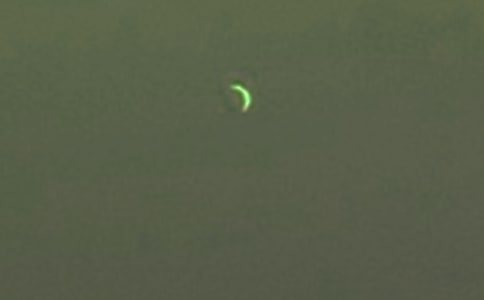 月亮湾公园四年级作文