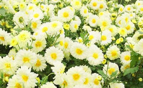 谜底是菊花的谜语