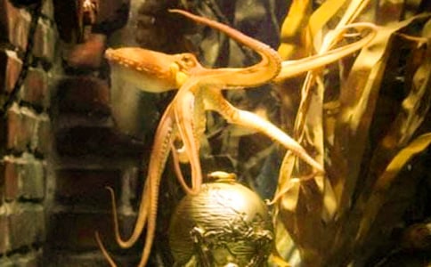 章鱼消失谜小学生作文