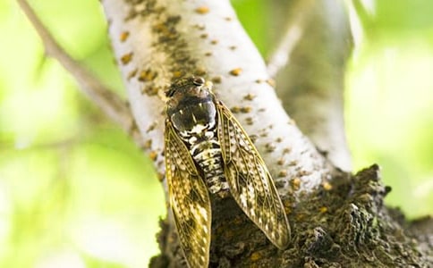 三年级作文知了学飞6篇