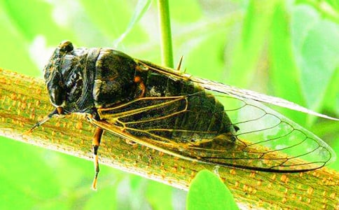 捉知了猴三年级作文范文