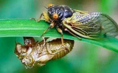 小学生作文捉知了作文