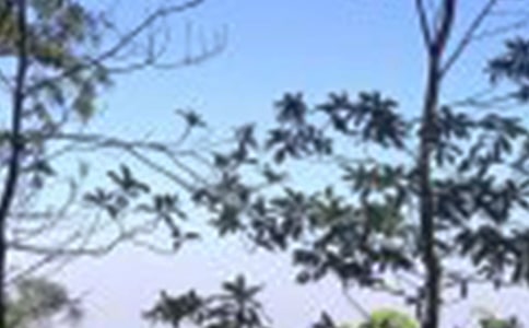 那个中午,芳香怡人初三作文