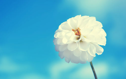 母亲节用英语怎么说