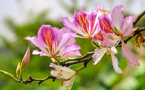 又见紫荆花三年级作文