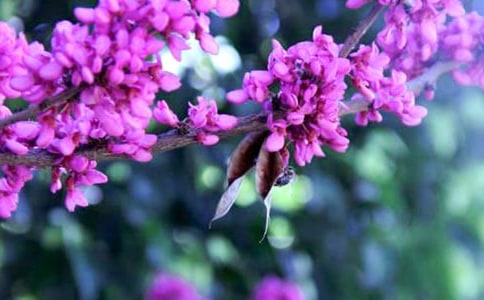 永远盛开的'紫荆花作文450字