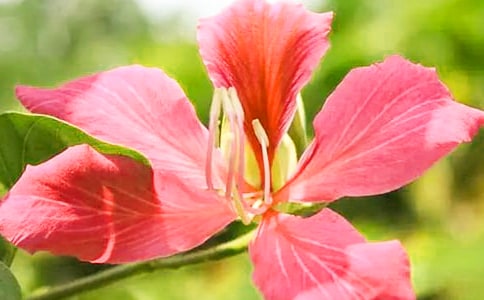 紫荆花开高三作文