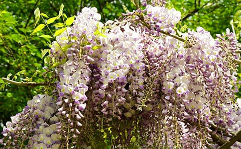 紫藤花二年级作文