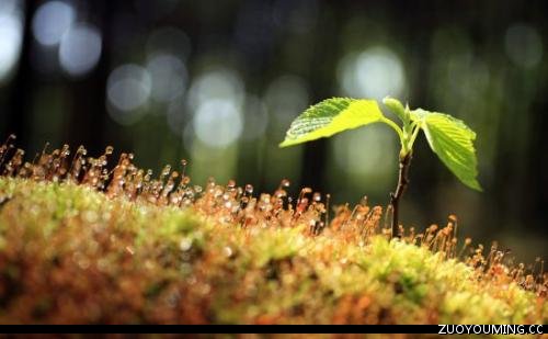 2021最好听的抖音火爆昵称