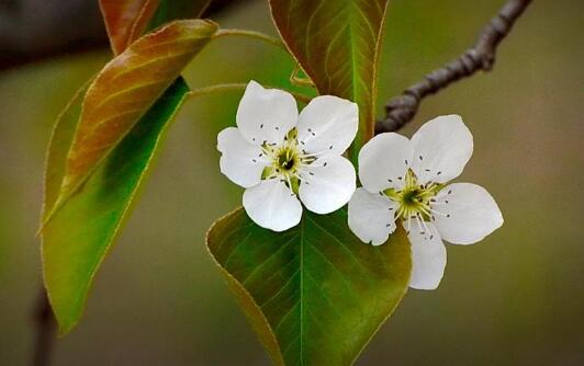 何时雨敲梨花门