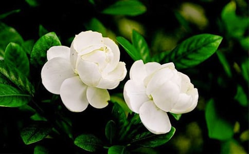 我爱的茉莉花作文