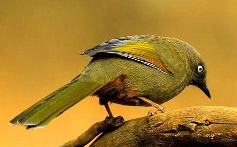 我真想变成一只小鸟作文(精选42篇)