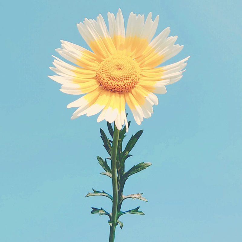 适合做微信头像的照片