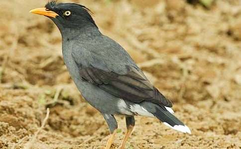 乌鸦喝水-寓言故事