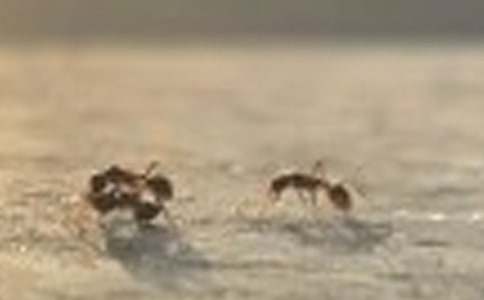 关于蚂蚁的散文随笔