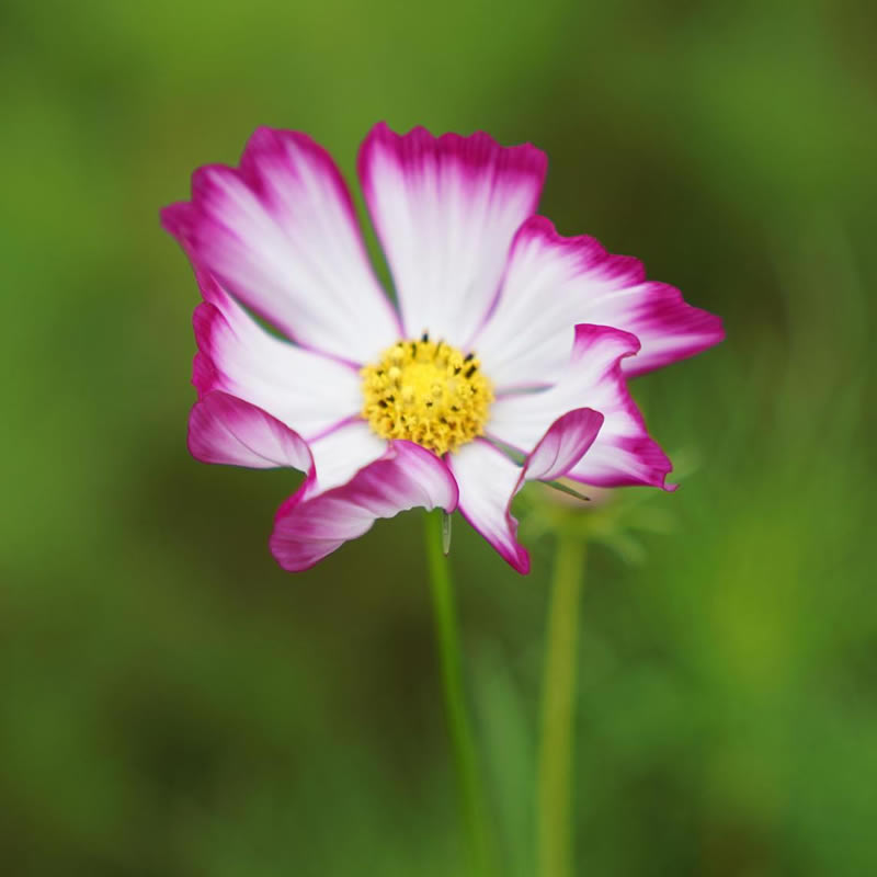 适合做微信头像的照片