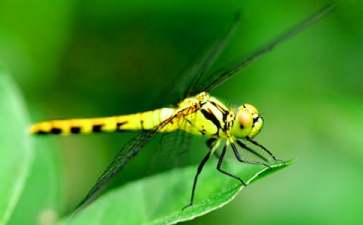 雨后的蜻蜓作文