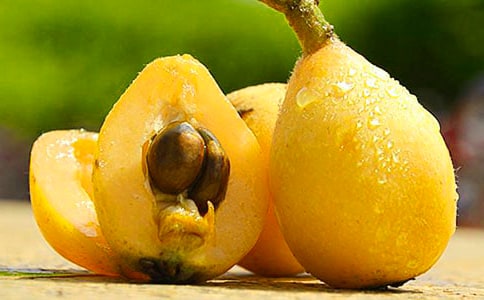 做社会中的枇杷树作文