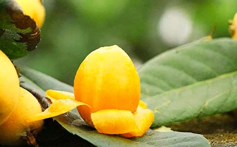 庭有枇杷树高二作文