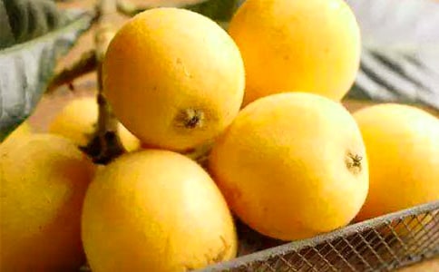 枇杷树优秀作文