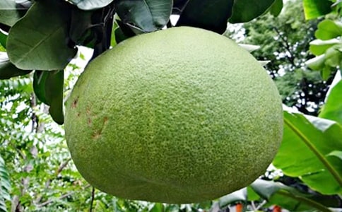 家乡柚子树的四季变化作文