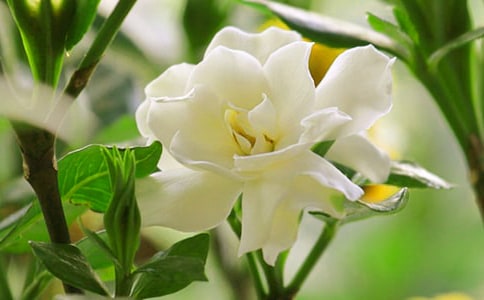 去看那朵栀子花作文550字