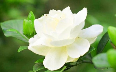 栀子花小学作文