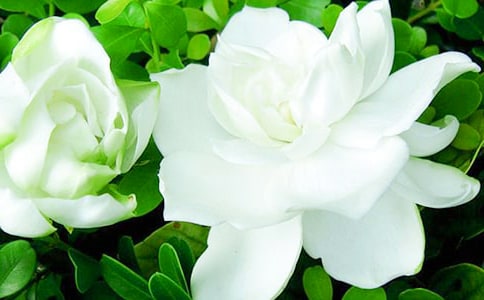 栀子花初三作文600字