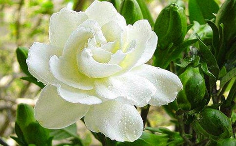 我最喜欢栀子花作文