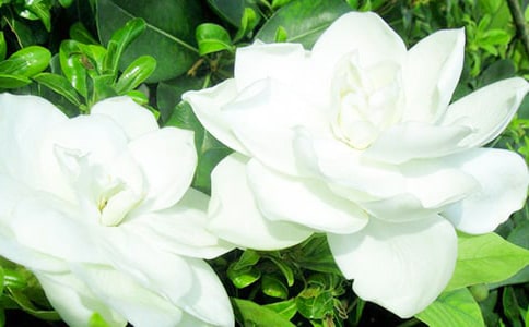 栀子花高三作文600字