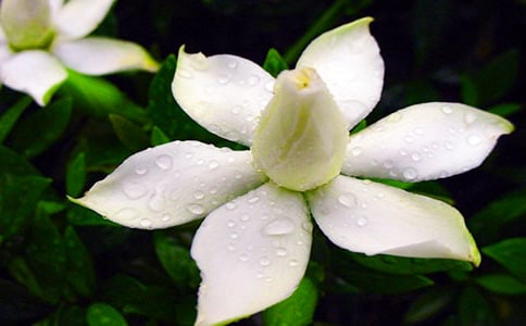 栀子花的芬芳初一作文