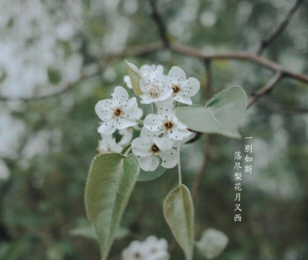 酴釄落尽，犹赖有梨花