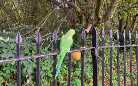 鹦鹉,我想你们五年级状物作文