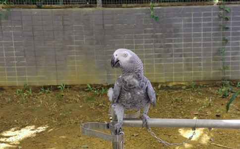 可爱的小鹦鹉四年级300字作文