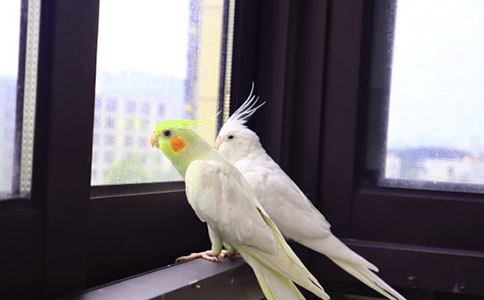 我最喜欢的鹦鹉-四年级作文