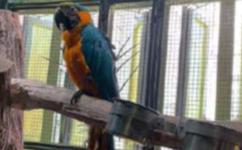 我家的.鹦鹉二年级作文