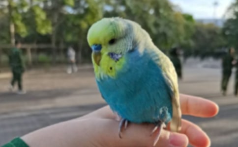 会说话的小鹦鹉二年级作文