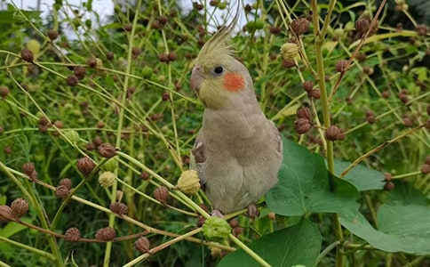 血鹦鹉鱼小学五年级作文