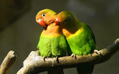 金刚鹦鹉四年级作文