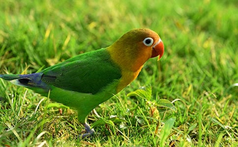 芳草萋萋鹦鹉洲