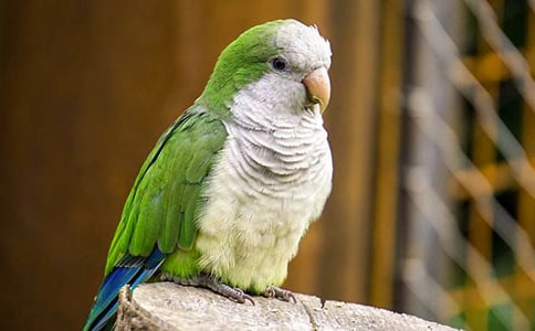 鹦鹉嘴龙妈妈的母爱三年级作文250字