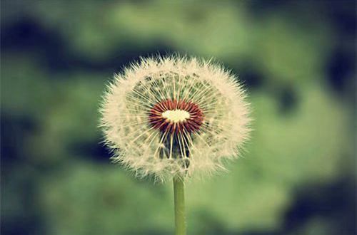 形容春暖花开的优美句子(精选118句)