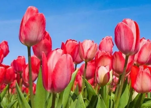 形容花的唯美短句