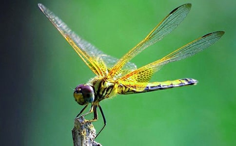 小蜻蜓六年级作文