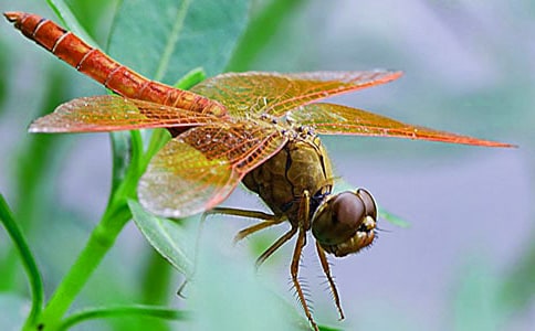 描写蜻蜓的小学优秀作文