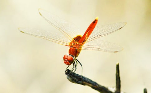 小蜻蜓三年级作文350字