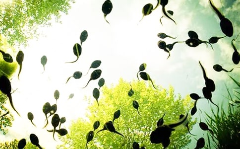 捉蝌蚪初一优秀作文